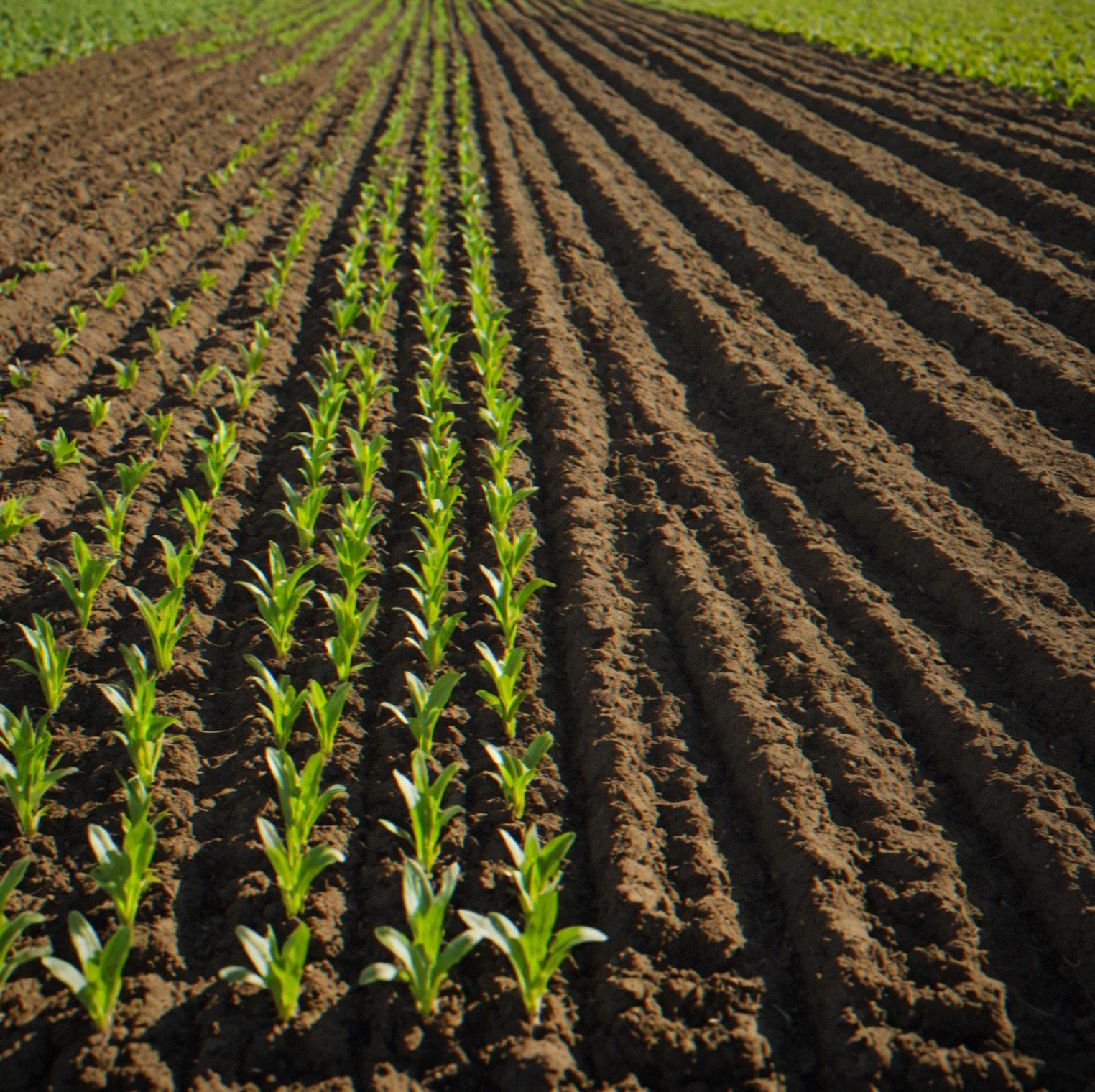 Split-screen comparison showing fallow field recovering versus intercropped dense planting with visible yield and complexity differences