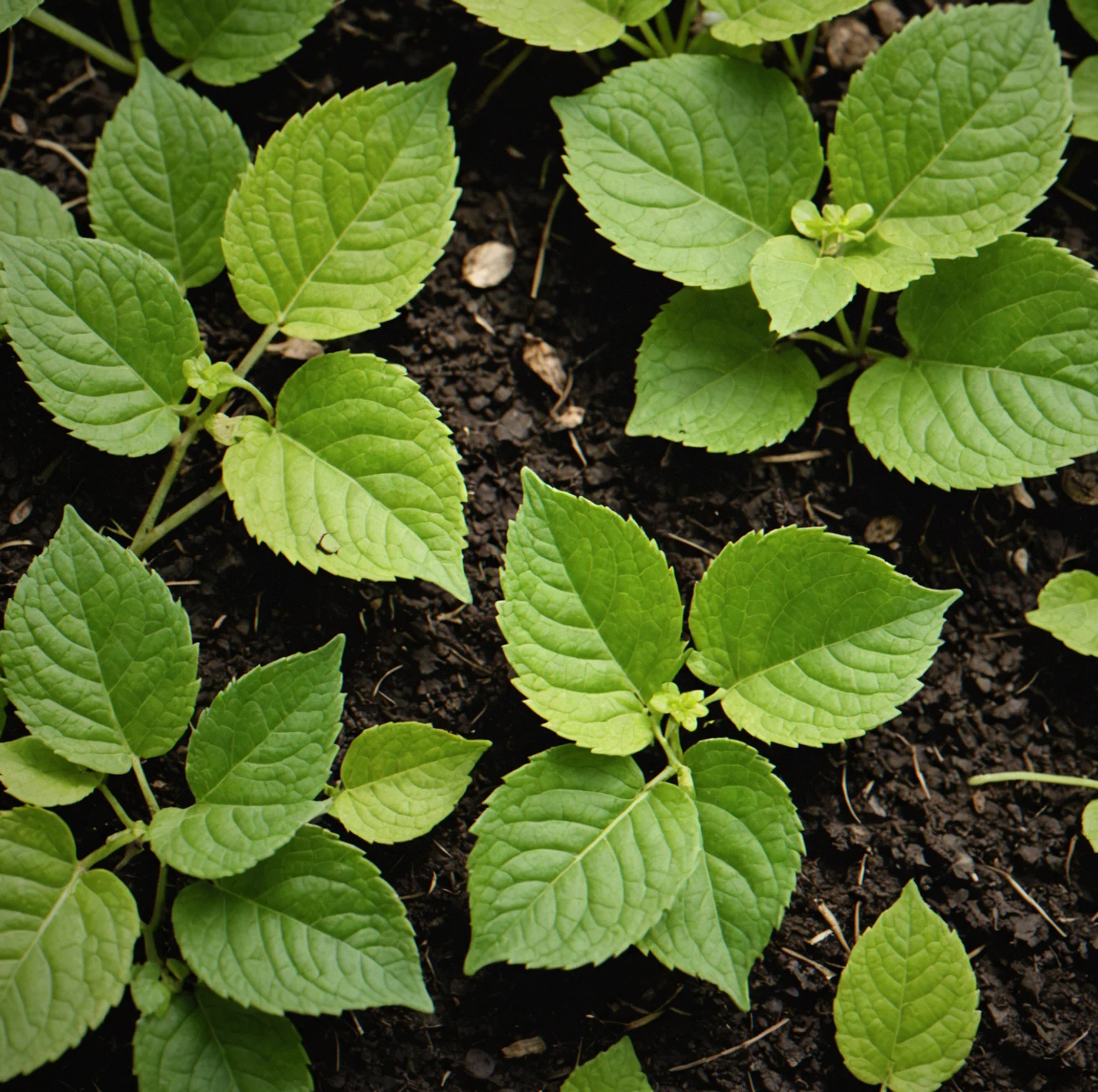 Close-up of plant leaves showing insect damage and beneficial predatory insects among damaged tissue