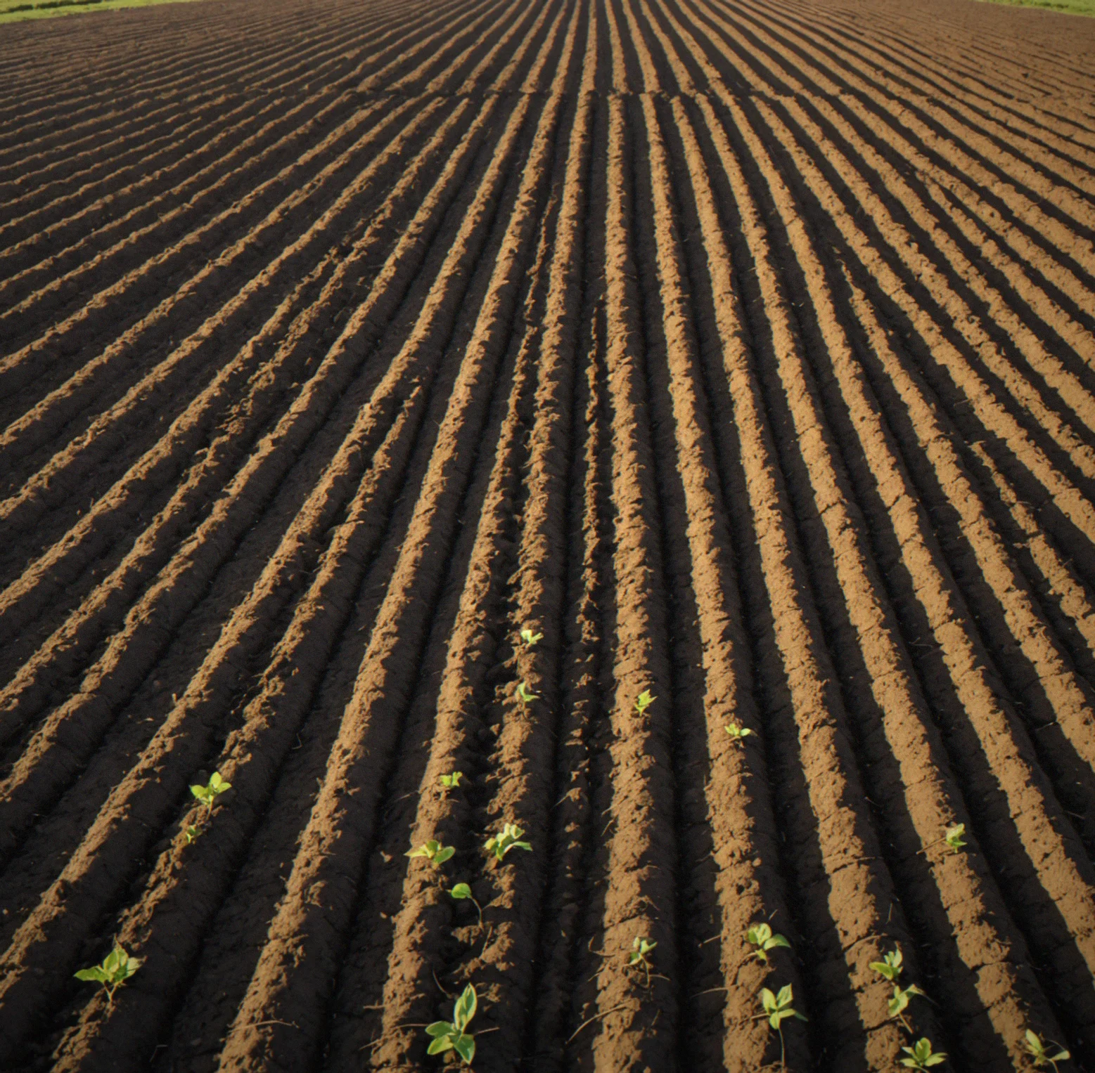 Bare field with rows marked for tilling, early spring light across brown soil