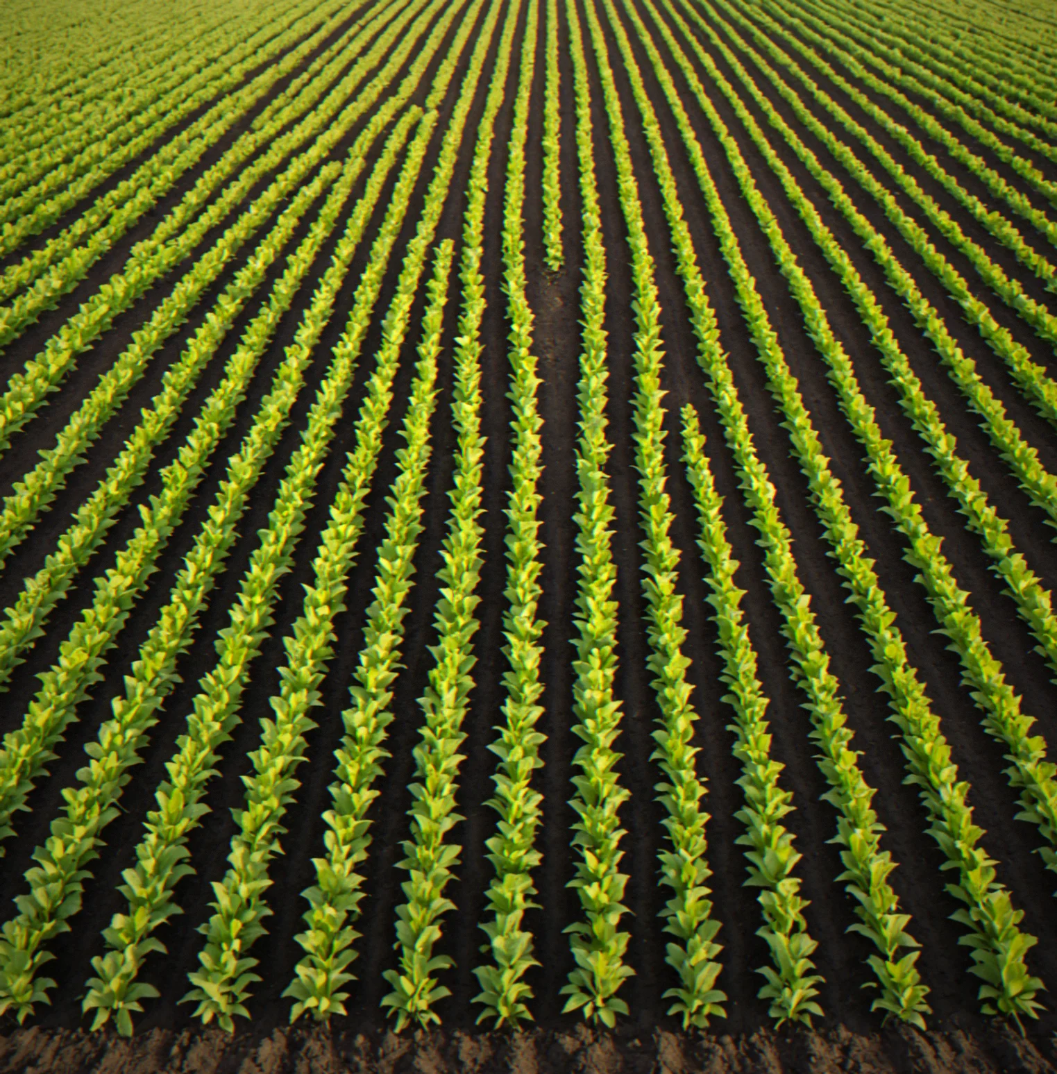 Field transitioning to autumn colors with mature summer crops and newly planted fall rows visible side by side